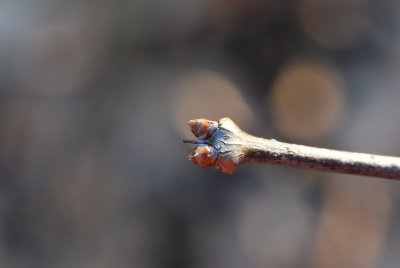 Syringa reticulata - šeřík japonský - pupen